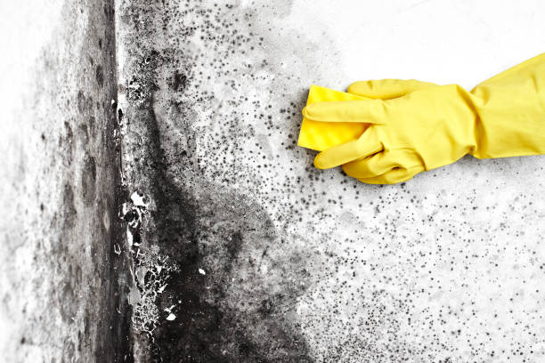 Best Residential Mold Removal  in Ravena, NY
