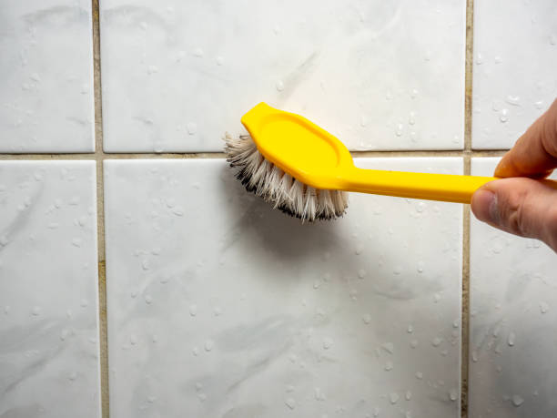 Best Professional Mold Removal  in Ravena, NY