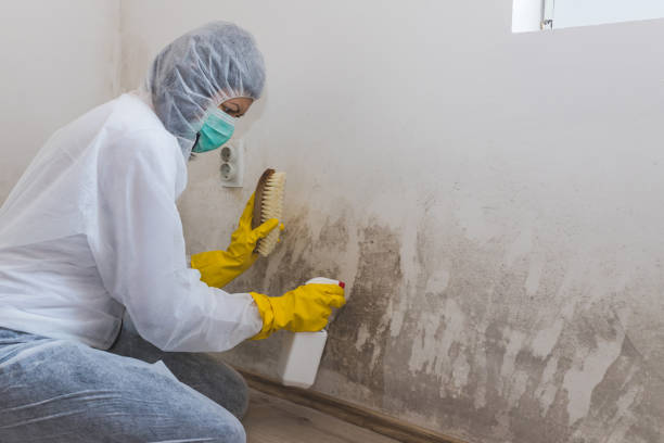 Best Toxic Mold Removal  in Ravena, NY
