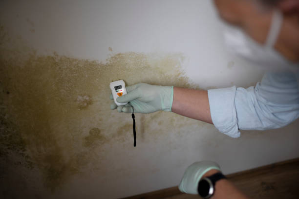 Best Office Mold Removal Services  in Ravena, NY