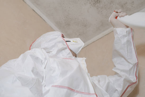 Best Commercial Mold Removal  in Ravena, NY