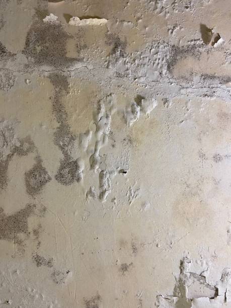 Best Mold Removal Near Me  in Ravena, NY